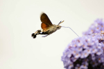 Hummingbird Hawkmoth
