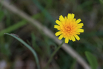 Cat's Ear (Hypochaeris radicata) flower, Oxfordshire, England