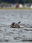 Bottlenose Dolphin at Chanonry Point in the Moray Firth