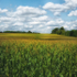 HIGH SUMMER - WATERLOO COUNTY