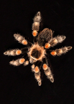 Small Creatures-8