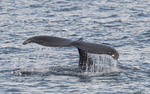 Humpback whale