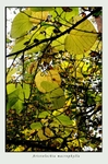 Betula ermanii 1