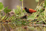 Wattled Jacana & float...