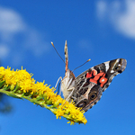 American Lady ( Vanessa virginiensis) - 2
