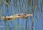 Spanish Terrapins