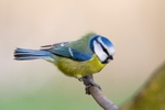 Blue Tit