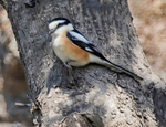 Masked Shrike.