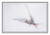 Ethereal Arctic Tern