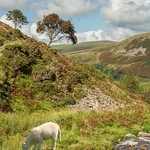 loweswater above holme wood..