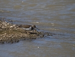 Common Sandpiper