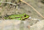 Marsh Frog