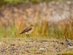Northern Wheatear