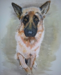 German Shepherd 2