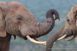 Elephant interaction