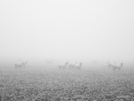 Sheep in mist (6475)
