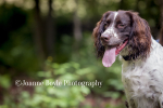 Dog Portrait Photography portfolio