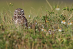 Sleepy Burrowing Owl, Cape Coral, Florida