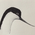 Avocet