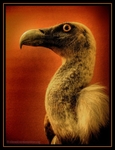 after the fall part 6: extinct