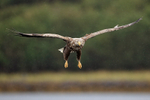 Sea Eagle gliding in rain, Flatanger, Norway