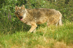Canadian Timber Wolf