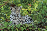 Jaguar cub alert and watchful, Rio Sao Lourenco, Mato Grosso, Brazil