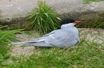 Arctic Tern