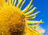 Sunflower Bee 6