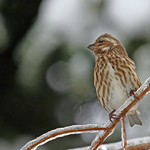 Purple Finch (female)