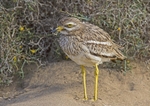 Stone Curlew