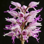 Monkey_Orchid (Orchis_simia)