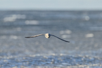 Fulmar flying, front view, over pancake ice, Spitsbergen, Svalbard