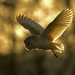 Barn Owl in flight