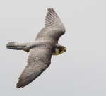 Peregrine Falcon