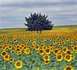 Tree and sunflowers.