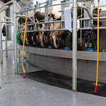 Milking Parlour - 19