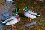 Mallard Ducks - DSC_7663