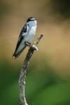 Mangrove Swallow perched, Panama