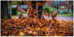 Autumn Leaves
