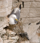 Kittiwake