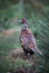 Pheasant _AGT073