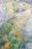 FALL MEADOW #2 - ZION NP
