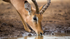 Impala Drinking 5