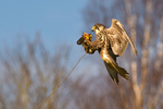 Saker Falcon