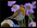 Robin
