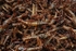 Roasted Grasshoppers - Bangkok, Thailand