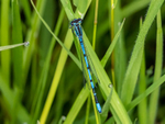 Azure Damselfly