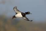 Tufted Duck (Aythya fu...