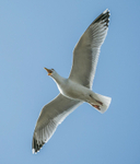 Seagull in flight 214232